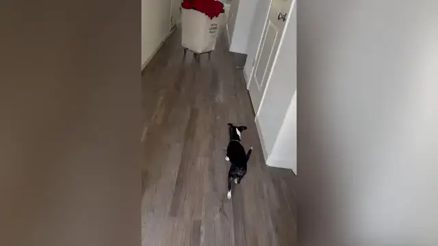 'Video thumbnail for Chihuahua Que Vivió En Apartamento Toda Su Vida Sorprendido Con Primer Patio Trasero'
