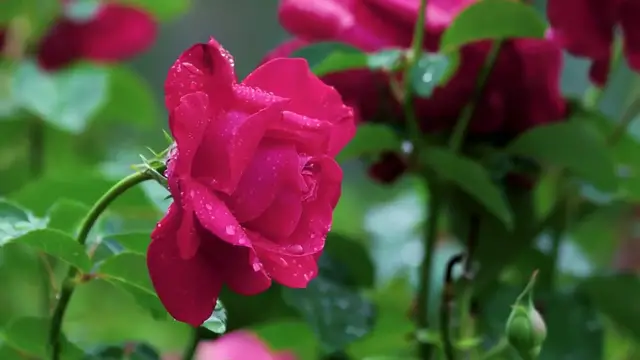 'Video thumbnail for Grow Roses in Pots'