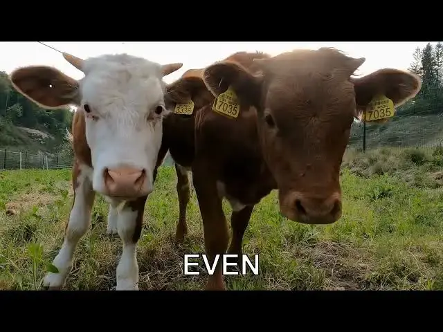 'Video thumbnail for Do cows have accents in their mooing?'