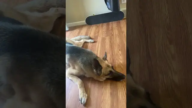 'Video thumbnail for You spend all that money on dog beds…. #dogshorts #doglife'