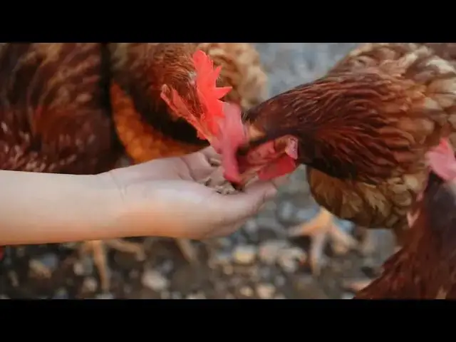 'Video thumbnail for "Feeding Success: The Surprising Role of Nutrition in Chicken Mating"'