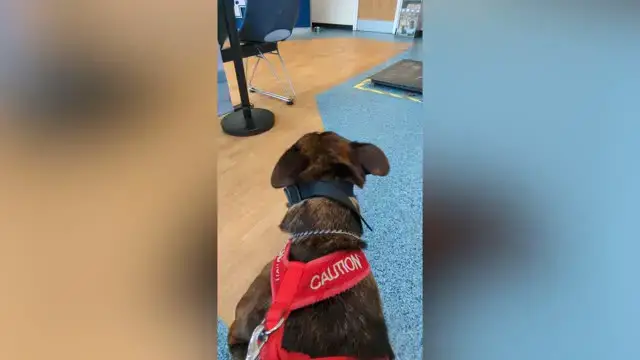 'Video thumbnail for Dog Acting "Vicious" Realizes She's Seeing Favorite Vet Nurse And Immediately Changes Tone | Wild-ish TV'