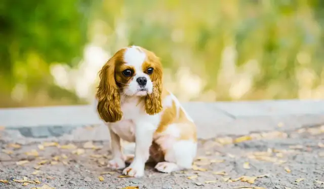 'Video thumbnail for The Importance of Dental Care for Your Cavalier King Charles Spaniel'