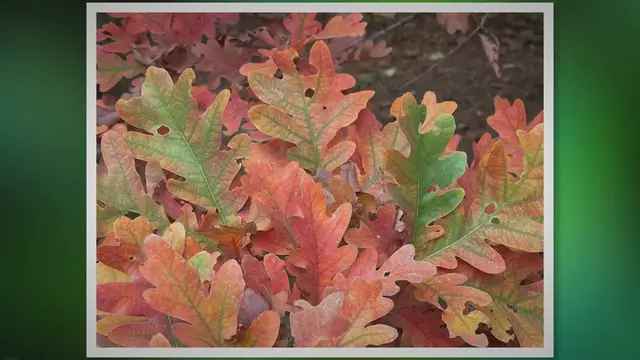 'Video thumbnail for Columnar Oak: Keystone plant perfect for today’s small yards'