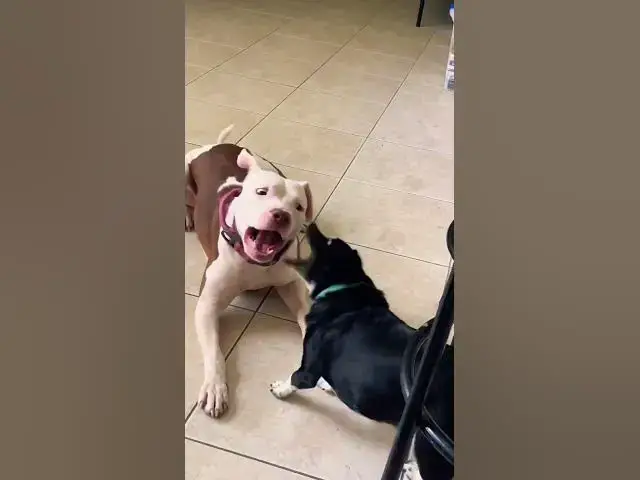 'Video thumbnail for Color, size &  Race, make us unique &  Amazing. The Dogs get it. Why we don’t ?'
