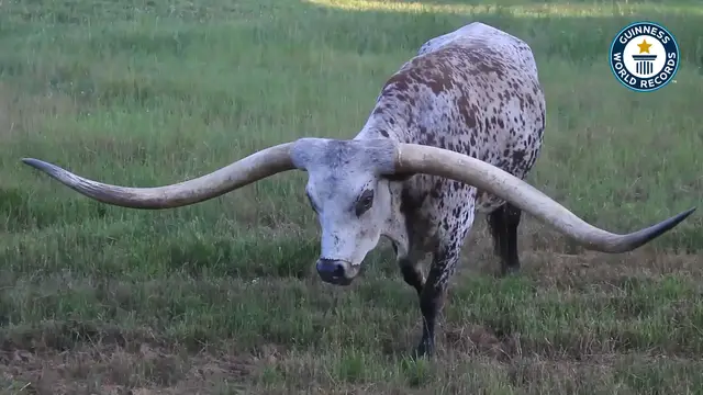 'Video thumbnail for Meet Poncho Via, The Texas Longhorn with Record-Breaking Horns'