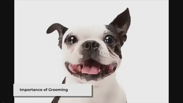'Video thumbnail for Untangle the Knots: Dog Grooming Tools That Work Wonders'