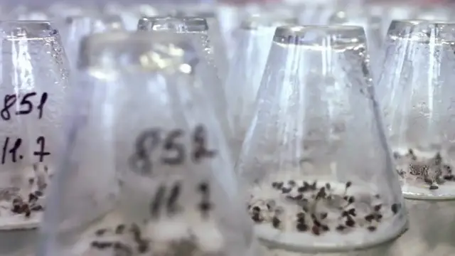 'Video thumbnail for Growing Plants from Seeds'