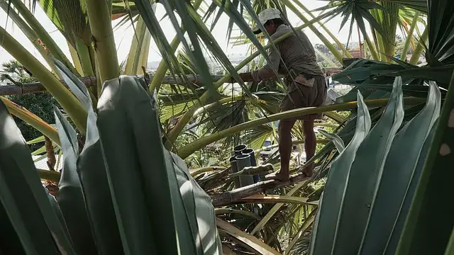 'Video thumbnail for Bamboo may help the planet solve complex climate crisis'