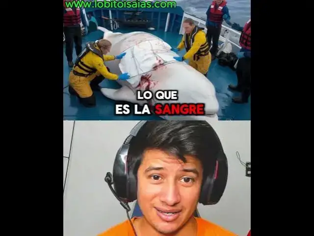 'Video thumbnail for Le quitan las pulgas a los peces'