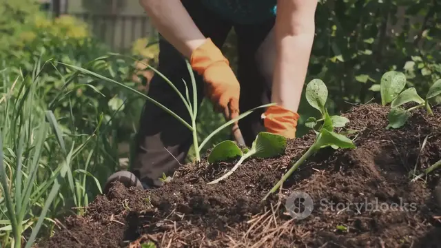 'Video thumbnail for Expert Gardening Secrets: Grow Giant Squash, Pumpkins & Courgettes with These Pro Tips! 2025-05-12'