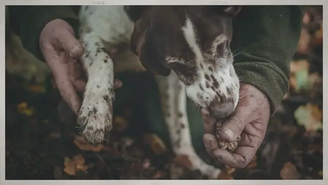 'Video thumbnail for Unleashing the Hidden Talents: Can Cocker Spaniels Unearth Truffles?'