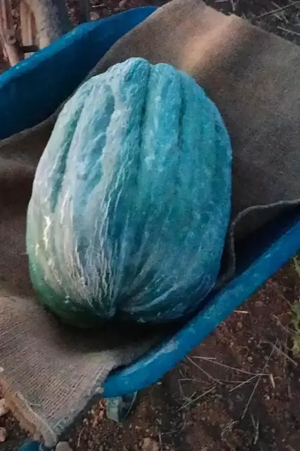 'Video thumbnail for Weighing the heaviest cantaloupe melon'
