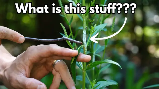 'Video thumbnail for What is this White Fuzz on my Plants? Is it dangerous, is it mealybugs?'