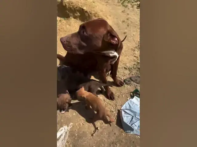 'Video thumbnail for We found a dog in the middle of the traffic looking for food to go back to their puppies . #rescue'