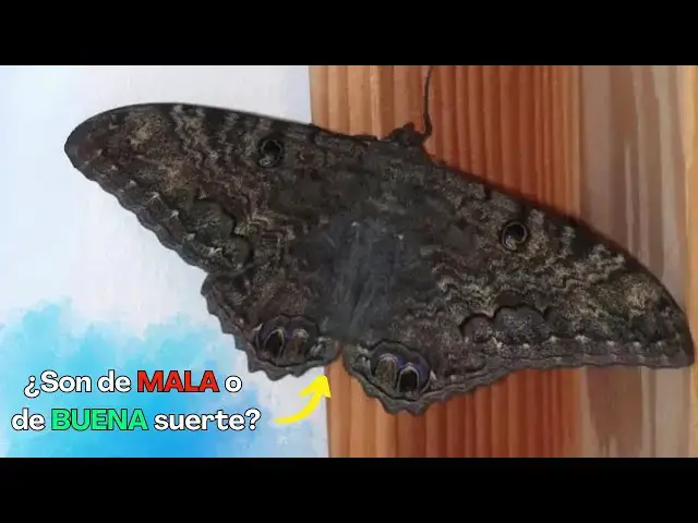 'Video thumbnail for Las mariposas negras no son de mala suerte, que una llegue a tu casa tiene un hermoso significado'