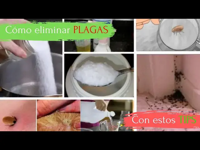 'Video thumbnail for Elimina pulgas, garrapatas, termitas, polillas, cucarachas con estas mezclas caseras'