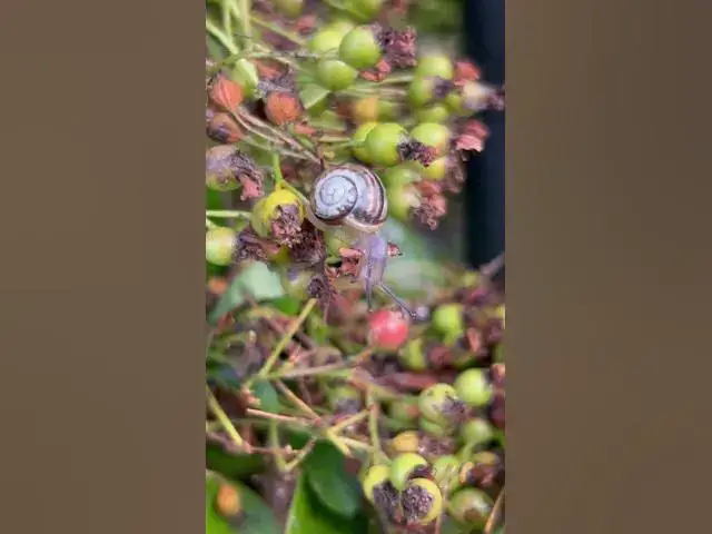 'Video thumbnail for It doesn’t exist small lives . All lives are Precious ! Beautiful creatures of England #rescue #god'