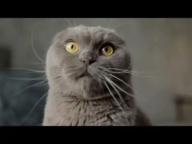 'Video thumbnail for Why Cats Knead: The Behavior That Starts in Kittenhood'