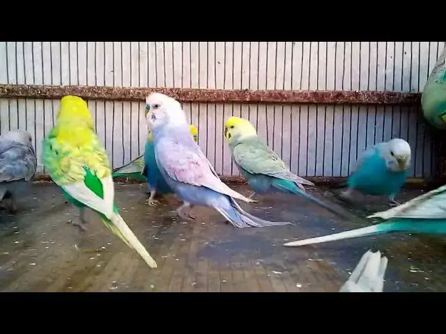 'Video thumbnail for 🌟 Bewährte Methoden, um die Stimmung Ihres Vogels innerhalb von Minuten zu verbessern! 🎯🎉'