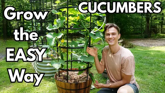 'Video thumbnail for CUCUMBERS - How to Grow in Containers for Maximum Yield - Easy'