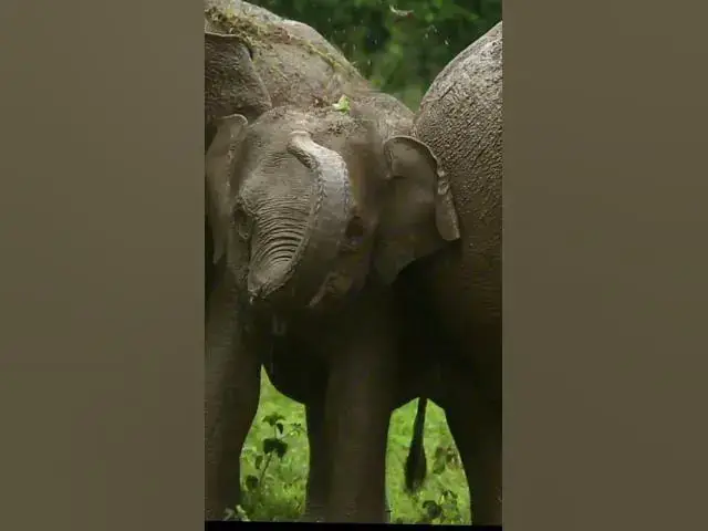 'Video thumbnail for Small elephant #shorts'