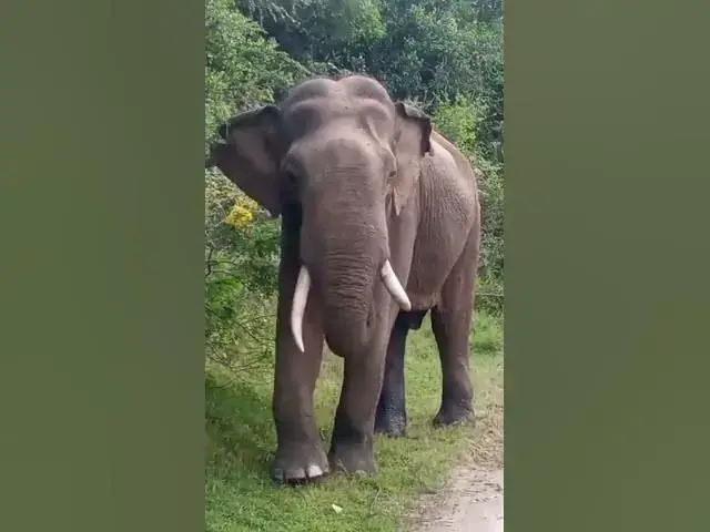 'Video thumbnail for Tusker in Yala, Sri Lanka #shorts #wildlifeanimals #srilankan'