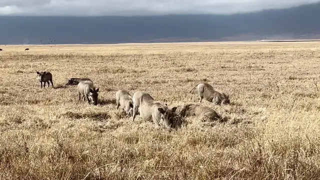'Video thumbnail for Wart Hogs real-life "Pumbaa" in the Ngorongoro Crater, Tanzania'