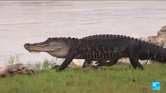 'Video thumbnail for Severe drought strains wildlife and tourism in Florida's Everglades'