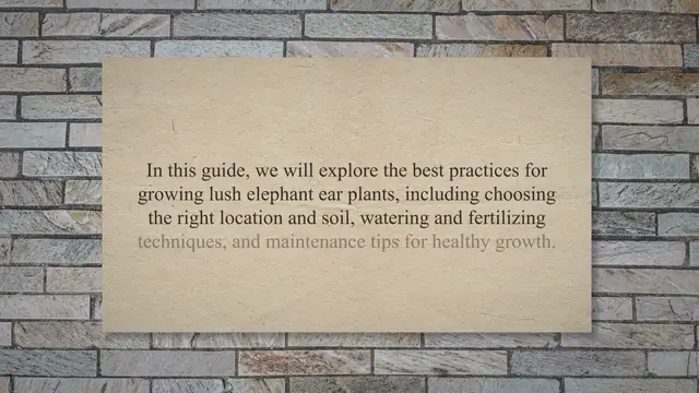 'Video thumbnail for The Ultimate Guide to Growing Lush Elephant Ear Plants: Tips and Tricks for a Thriving Garden Addition'