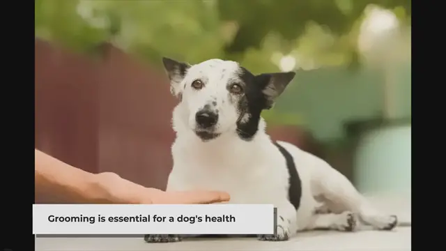 'Video thumbnail for Skin Care Chronicles: Navigating Dog Grooming by Skin Type'