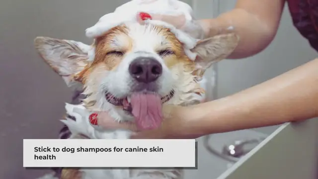 'Video thumbnail for Can you use human shampoo on dogs?'