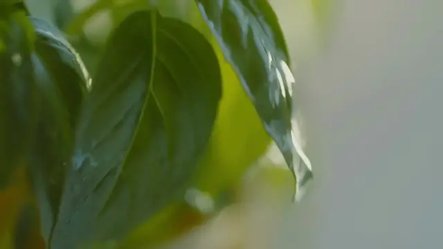 'Video thumbnail for Herbs That Grow Without Soil'
