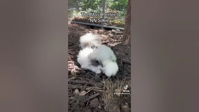 'Video thumbnail for Naked Neck Silkie Chicken #backyardchickens #chickencare #silkiechicken #homesteading #pets'