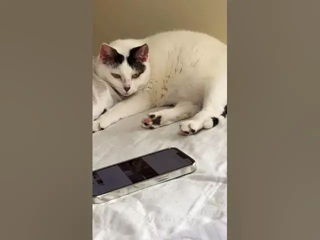 'Video thumbnail for Traveling Spain to England ! Cat’s Life ! Sweet, Lazy and Feisty #cat #travel #god'