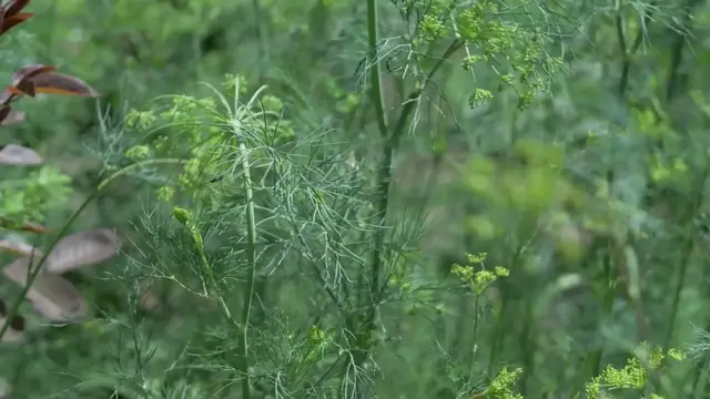 'Video thumbnail for Fast Growing Herbs Indoors'