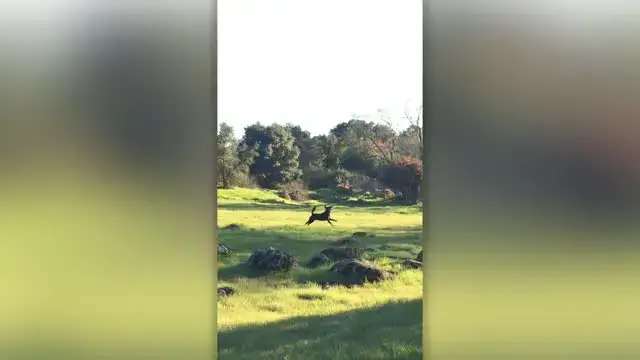 'Video thumbnail for Dog Owner Uses Drone To Exercise Pooch | Wild-ish TV'