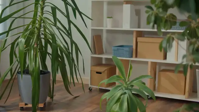 'Video thumbnail for Easy Houseplants for Beginners – Low-Maintenance & Beautiful!'