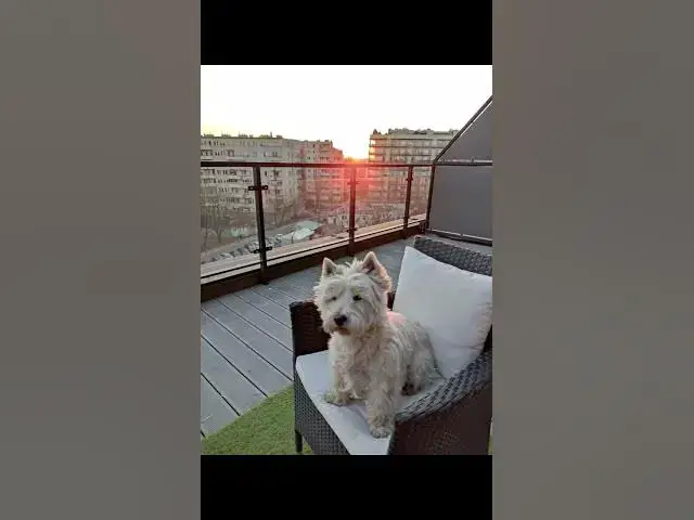 'Video thumbnail for Love Westie 🐶 💕'
