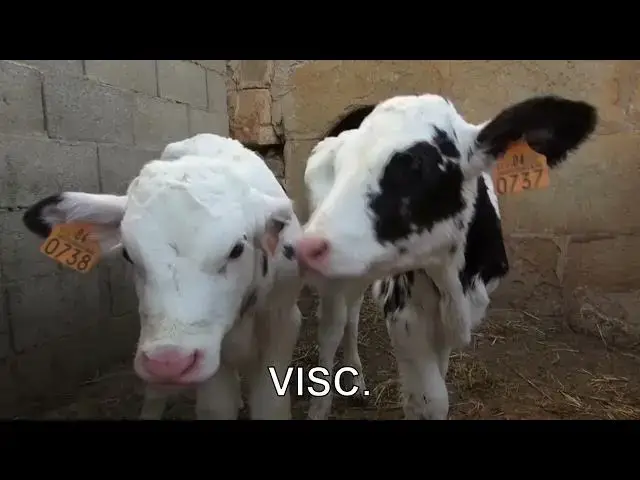 'Video thumbnail for Are cows colorblind — or just red-blind?'