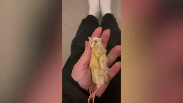 'Video thumbnail for Baby Chick Saved By A Blow Dryer | Wild-ish TV'