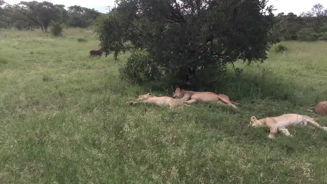 'Video thumbnail for Warthog Hilariously Wakes Sleeping Lions | Wild-ish TV'