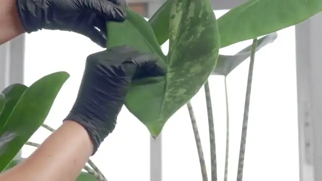 'Video thumbnail for Alocasia Polly Care'