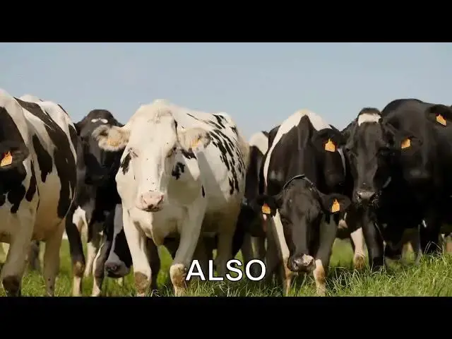 'Video thumbnail for How long do cows live — and what affects their lifespan?'