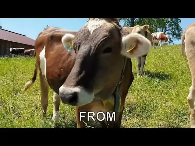 'Video thumbnail for What’s the science behind a cow's burp?'