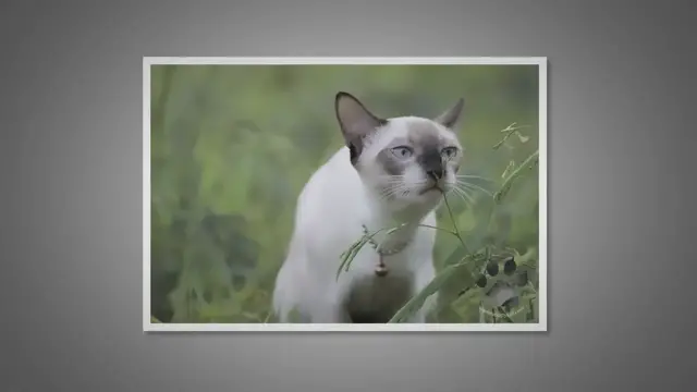 'Video thumbnail for Top Tips for Siamese Cat Outdoor Play and Safety'