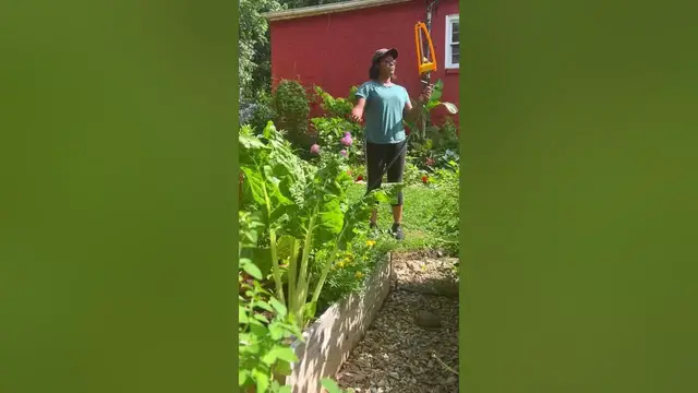 'Video thumbnail for Homestead Garden in the heat of summer #garden #indoorplants #diygardening #gardening #flowers #plan'