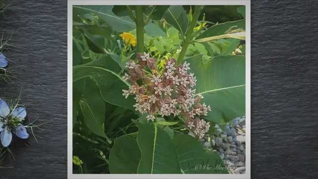 'Video thumbnail for How to grow common milkweed and why it should be in every garden'