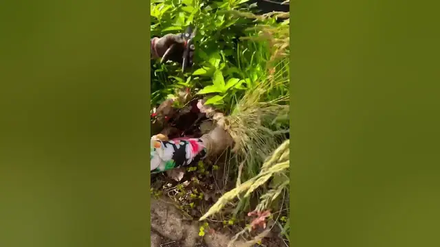 'Video thumbnail for Blue Fescue Grass | Pruning #diygardening #garden #gardening #diygardening #growplants #grasses'