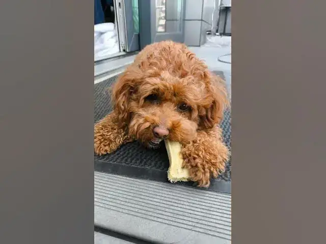 'Video thumbnail for Maltipoo vs Giant Chew Bone | Cutest Battle Ever'